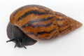 Achatina achatina Benin, semiadult